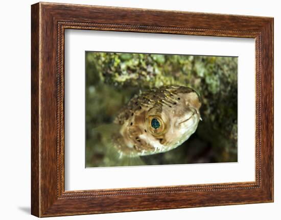 Puffer Fish with Green Eyes in the Clear Waters Off Staniel Cay, Exuma, Bahamas-James White-Framed Photographic Print