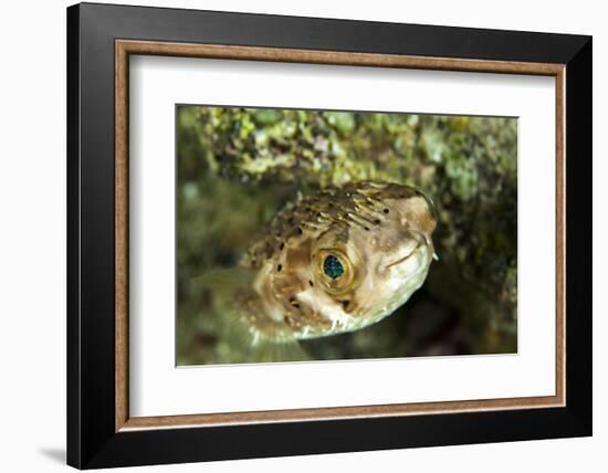 Puffer Fish with Green Eyes in the Clear Waters Off Staniel Cay, Exuma, Bahamas-James White-Framed Photographic Print