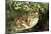 Puffer Fish with Green Eyes in the Clear Waters Off Staniel Cay, Exuma, Bahamas-James White-Mounted Photographic Print