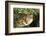 Puffer Fish with Green Eyes in the Clear Waters Off Staniel Cay, Exuma, Bahamas-James White-Framed Photographic Print