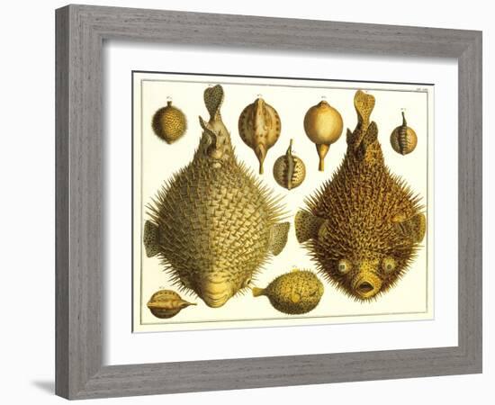 Puffer Fish-null-Framed Art Print