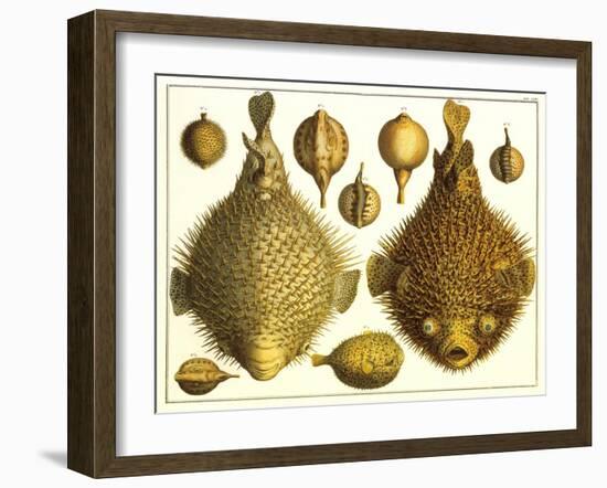 Puffer Fish-null-Framed Art Print