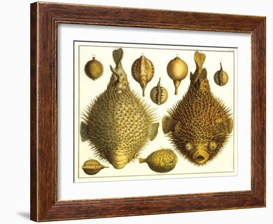 Puffer Fish-null-Framed Art Print