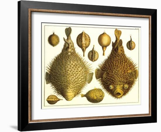 Puffer Fish-null-Framed Art Print