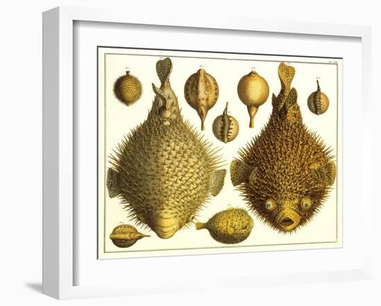 Puffer Fish-null-Framed Art Print