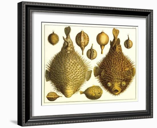 Puffer Fish-null-Framed Art Print