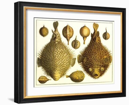 Puffer Fish-null-Framed Art Print