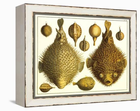 Puffer Fish-null-Framed Stretched Canvas