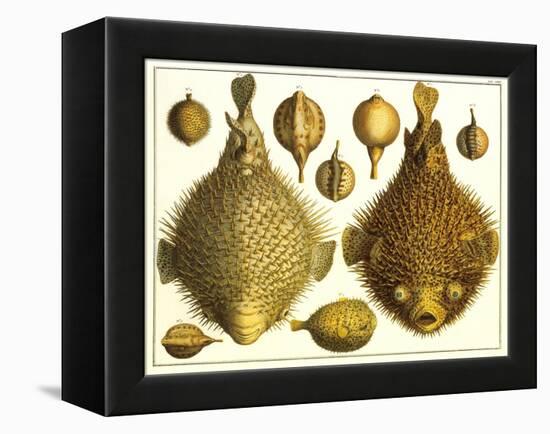 Puffer Fish-null-Framed Stretched Canvas