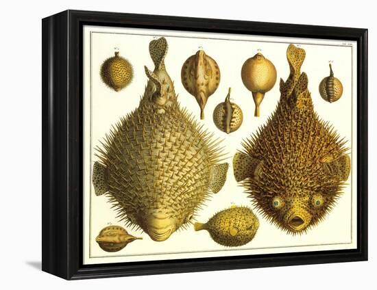 Puffer Fish-null-Framed Stretched Canvas