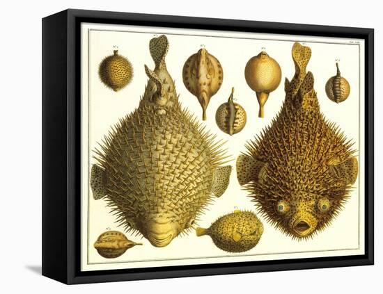 Puffer Fish-null-Framed Stretched Canvas