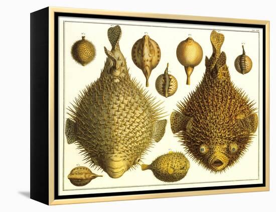 Puffer Fish-null-Framed Stretched Canvas