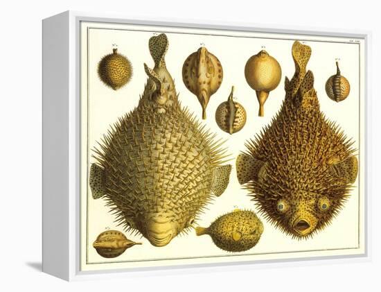 Puffer Fish-null-Framed Stretched Canvas