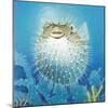 Puffer Fish-Durwood Coffey-Mounted Giclee Print