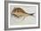 Puffer-John White-Framed Giclee Print