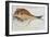 Puffer-John White-Framed Giclee Print