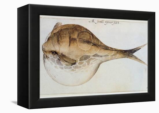 Puffer-John White-Framed Premier Image Canvas