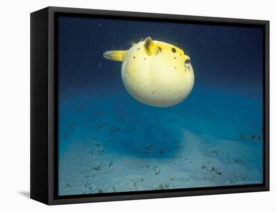 Pufferfish, Galapagos Islands, Ecuador-Jack Stein Grove-Framed Premier Image Canvas