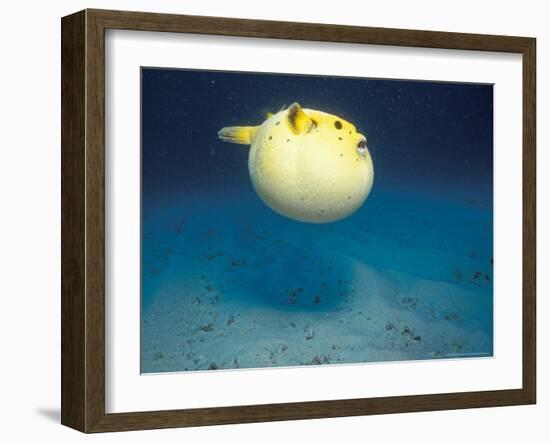 Pufferfish, Galapagos Islands, Ecuador-Jack Stein Grove-Framed Photographic Print