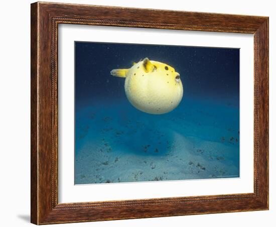 Pufferfish, Galapagos Islands, Ecuador-Jack Stein Grove-Framed Photographic Print