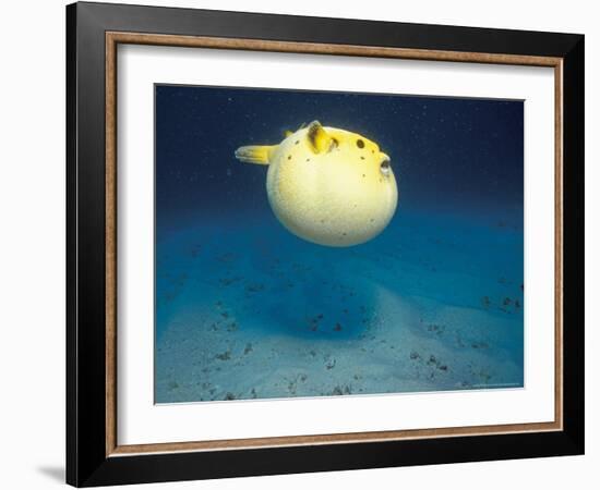 Pufferfish, Galapagos Islands, Ecuador-Jack Stein Grove-Framed Photographic Print