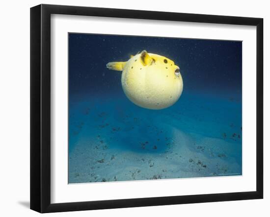 Pufferfish, Galapagos Islands, Ecuador-Jack Stein Grove-Framed Photographic Print