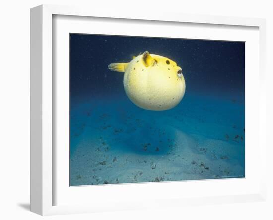 Pufferfish, Galapagos Islands, Ecuador-Jack Stein Grove-Framed Photographic Print