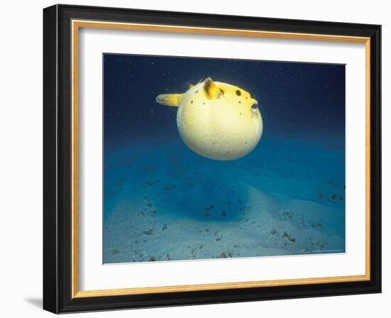 Pufferfish, Galapagos Islands, Ecuador-Jack Stein Grove-Framed Photographic Print