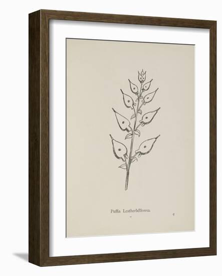 Puffia Leatherbellowsa. Illustration From Nonsense Botany by Edward Lear, Published in 1889.-Edward Lear-Framed Giclee Print