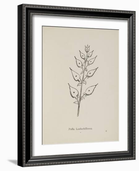 Puffia Leatherbellowsa. Illustration From Nonsense Botany by Edward Lear, Published in 1889.-Edward Lear-Framed Giclee Print