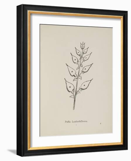 Puffia Leatherbellowsa. Illustration From Nonsense Botany by Edward Lear, Published in 1889.-Edward Lear-Framed Giclee Print