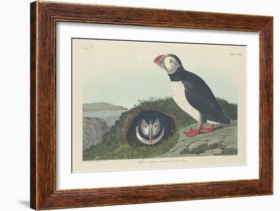 Puffin, 1834-John James Audubon-Framed Giclee Print