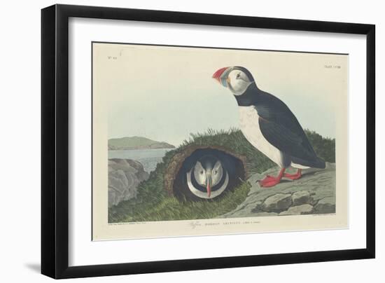 Puffin, 1834-John James Audubon-Framed Giclee Print