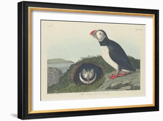 Puffin, 1834-John James Audubon-Framed Giclee Print