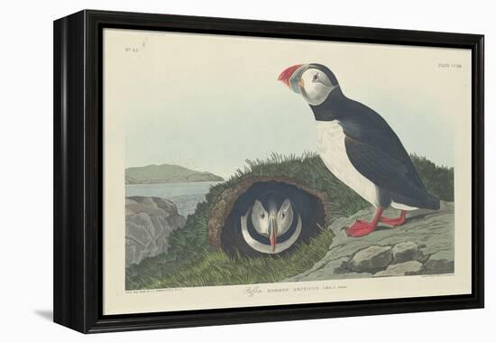 Puffin, 1834-John James Audubon-Framed Premier Image Canvas