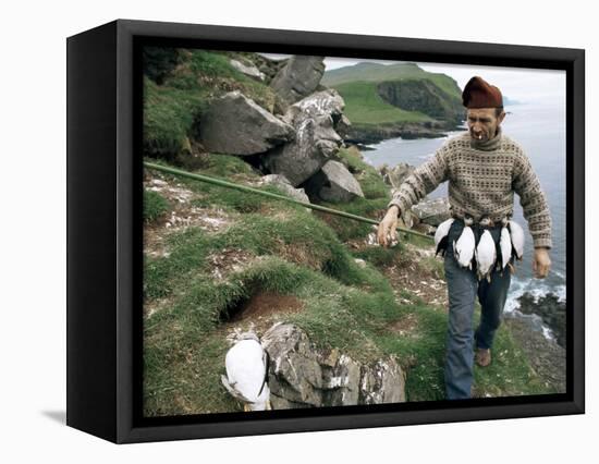 Puffin Catcher, Faroe Islands (Faeroes), Denmark, North Atlantic-Adam Woolfitt-Framed Premier Image Canvas