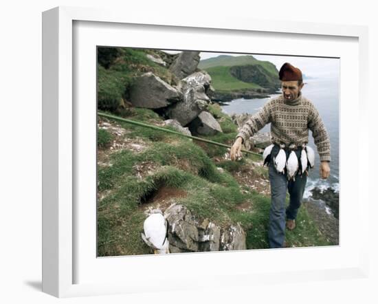 Puffin Catcher, Faroe Islands (Faeroes), Denmark, North Atlantic-Adam Woolfitt-Framed Photographic Print