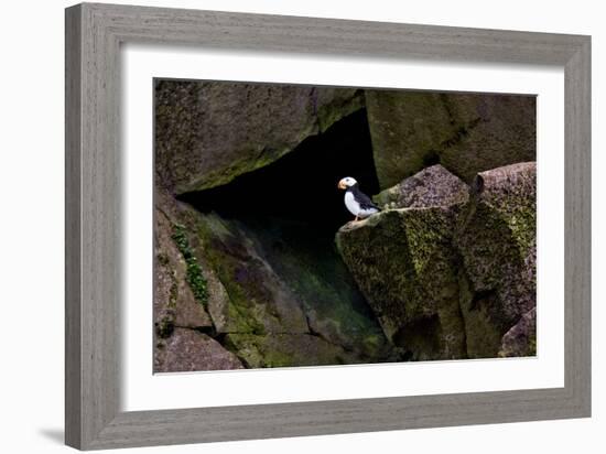 Puffin Cave-Howard Ruby-Framed Photographic Print