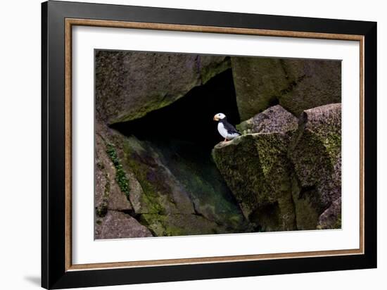 Puffin Cave-Howard Ruby-Framed Photographic Print