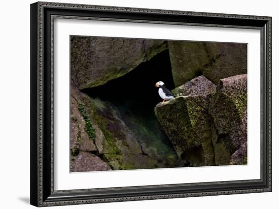 Puffin Cave-Howard Ruby-Framed Photographic Print