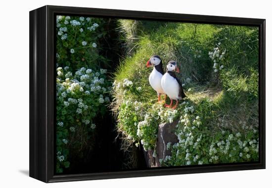 Puffin Couple Guarding their Nest-Howard Ruby-Framed Premier Image Canvas