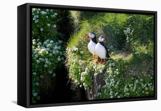 Puffin Couple Guarding their Nest-Howard Ruby-Framed Premier Image Canvas