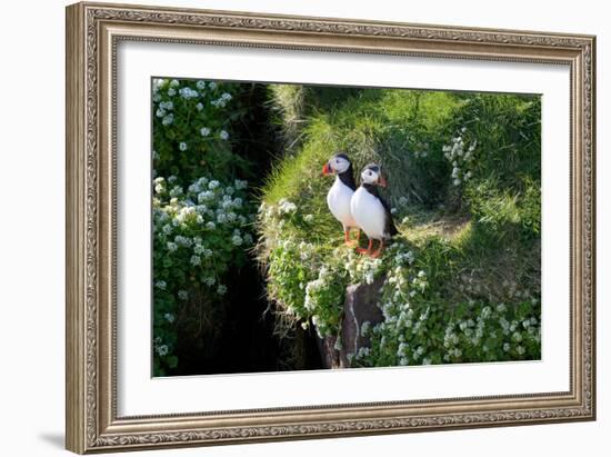 Puffin Couple Guarding their Nest-Howard Ruby-Framed Photographic Print