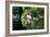 Puffin Couple Guarding their Nest-Howard Ruby-Framed Photographic Print