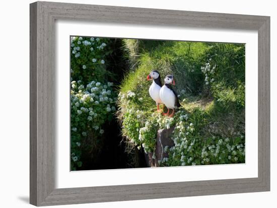 Puffin Couple Guarding their Nest-Howard Ruby-Framed Photographic Print