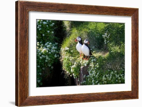 Puffin Couple Guarding their Nest-Howard Ruby-Framed Photographic Print