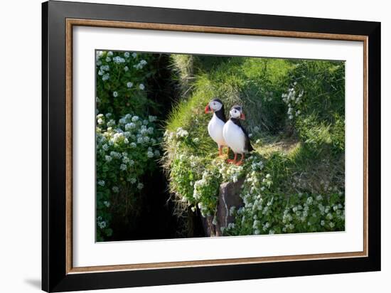 Puffin Couple Guarding their Nest-Howard Ruby-Framed Photographic Print