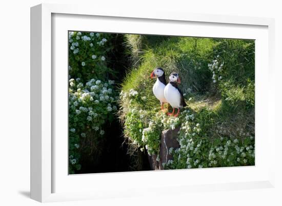 Puffin Couple Guarding their Nest-Howard Ruby-Framed Photographic Print