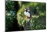 Puffin Couple Guarding their Nest-Howard Ruby-Mounted Photographic Print
