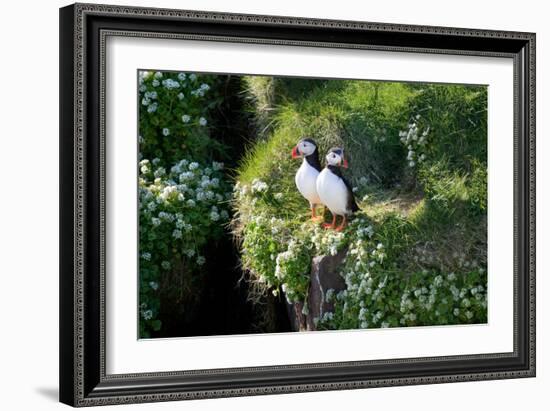 Puffin Couple Guarding their Nest-Howard Ruby-Framed Photographic Print